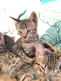 Additional photos: Healthy Savannah kittens for Adoption now to loving homes