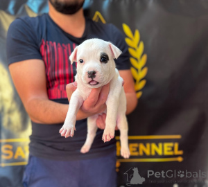 Photo №2 to announcement № 177661 for the sale of american staffordshire terrier - buy in Serbia 