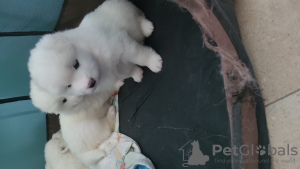 Photo №4. I will sell samoyed dog in the city of Севилья. private announcement - price - 1902$