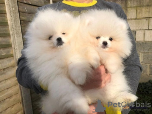 Photo №1. pomeranian - for sale in the city of Lausanne | 1000$ | Announcement № 40112