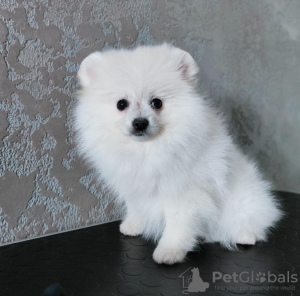Photo №2 to announcement № 18783 for the sale of pomeranian - buy in Lithuania 