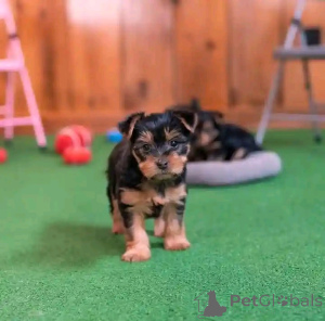 Photo №4. I will sell yorkshire terrier in the city of Darmstadt. breeder - price - 258$