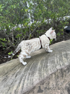 Photo №2 to announcement № 155420 for the sale of bengal cat - buy in United Kingdom private announcement