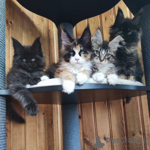 Photo №1. maine coon - for sale in the city of Mobile | negotiated | Announcement № 119972