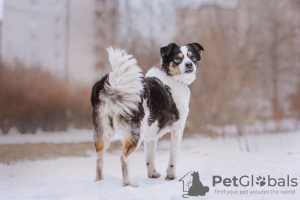 Photo №4. I will sell non-pedigree dogs in the city of Москва. private announcement - price - Is free