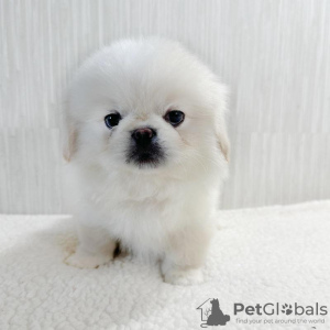 Photo №1. pekingese - for sale in the city of Prague | negotiated | Announcement № 111196