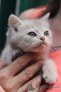 Photo №3. Scottish kittens. Belarus