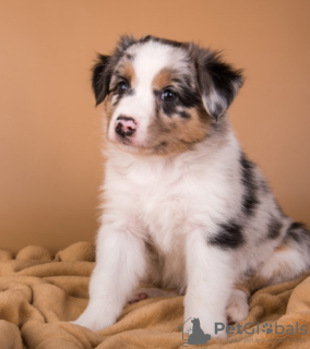 Photo №1. australian shepherd - for sale in the city of Stockholm | negotiated | Announcement № 96290