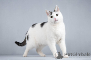 Photo №2 to announcement № 161803 for the sale of  - buy in Russian Federation from nursery