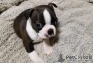 Photo №3. Boxer breeder puppies for sale. Germany