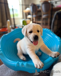 Photo №3. Adorable KC Registered Labrador Puppies Ready for Loving Homes. United Kingdom