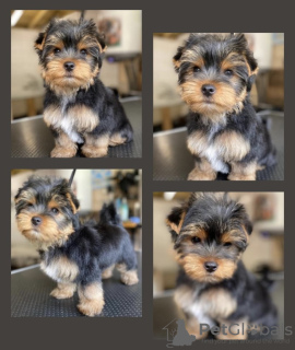 Photo №4. I will sell yorkshire terrier in the city of Дрезден.  - price - 310$