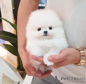 Photo №2 to announcement № 105961 for the sale of pomeranian - buy in Iceland breeder