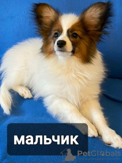 Photo №1. papillon dog - for sale in the city of Гродна | 1268$ | Announcement № 40070