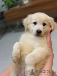 Additional photos: 2 month old, golden retriever puppy