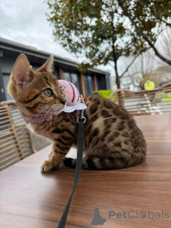 Photo №2 to announcement № 152767 for the sale of bengal cat - buy in France private announcement