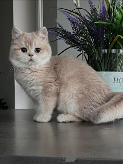 Photo №1. chinchilla cat - for sale in the city of Bremen | negotiated | Announcement № 160614