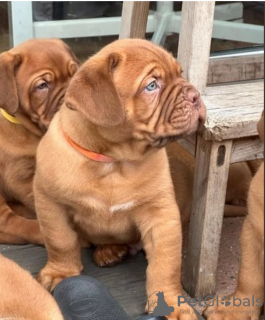 Photo №1. dogue de bordeaux - for sale in the city of Stockholm | negotiated | Announcement № 113244