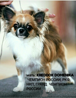 Photo №3. Handsome chihuahua boy RKF / FCI. Russian Federation