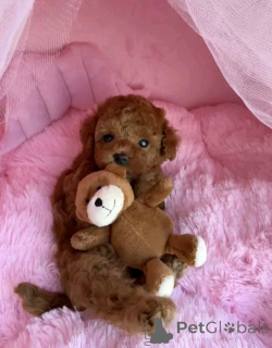 Photo №1. non-pedigree dogs - for sale in the city of Berlin | negotiated | Announcement № 160058