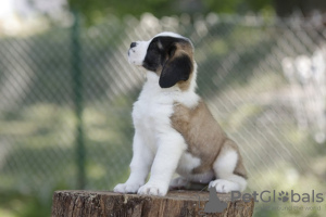 Photo №2 to announcement № 100736 for the sale of st. bernard - buy in Serbia breeder