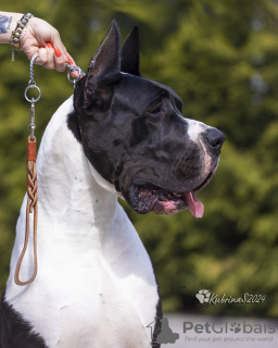 Photo №1. great dane - for sale in the city of Bishkek | negotiated | Announcement № 127432