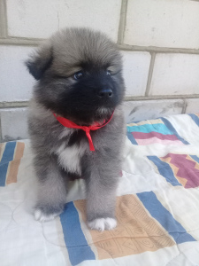 Photo №4. I will sell german spitz in the city of Anapa. breeder - price - Negotiated