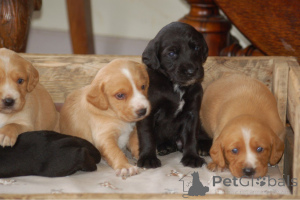 Photo №1. english cocker spaniel - for sale in the city of Heist-Op-Den-Berg | 826$ | Announcement № 164863