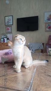 Photo №4. I will sell scottish fold in the city of Omsk. from nursery - price - 586$