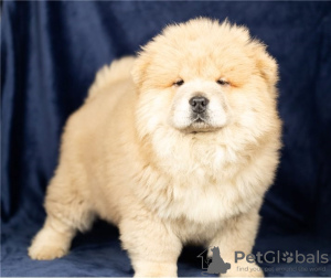 Photo №2 to announcement № 50497 for the sale of chow chow - buy in United States private announcement