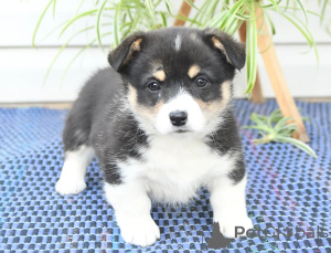 Photo №2 to announcement № 158217 for the sale of welsh corgi - buy in Ireland 