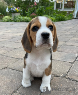 Photo №4. I will sell beagle in the city of Würzburg. private announcement - price - 450$