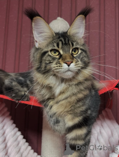 Photo №2 to announcement № 155328 for the sale of maine coon - buy in Finland private announcement