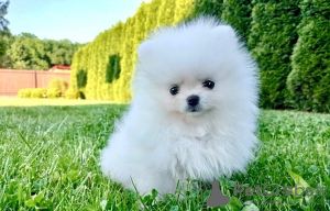 Photo №2 to announcement № 130664 for the sale of pomeranian - buy in Germany private announcement