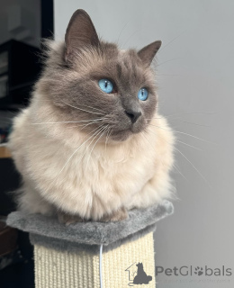 Photo №1. ragdoll - for sale in the city of Ethers | negotiated | Announcement № 155556