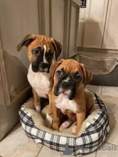 Photo №1. boxer - for sale in the city of Brussels | 1032$ | Announcement № 167735