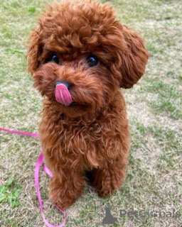 Photo №1. poodle (toy) - for sale in the city of Hamburg | 774$ | Announcement № 160469