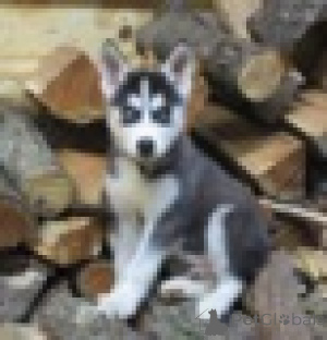 Photo №1. siberian husky - for sale in the city of Vienna | 361$ | Announcement № 160989