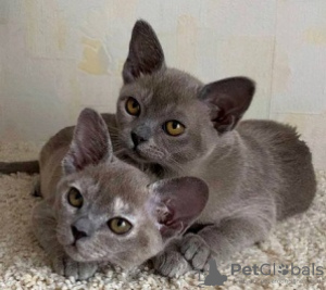 Photo №1. burmese cat - for sale in the city of Berlin | negotiated | Announcement № 107662