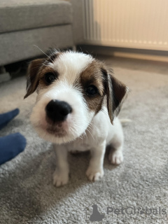 Photo №4. I will sell parson russell terrier in the city of Vantaa.  - price - 1585$