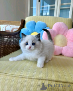 Photo №2 to announcement № 138846 for the sale of ragdoll - buy in Germany private announcement, breeder