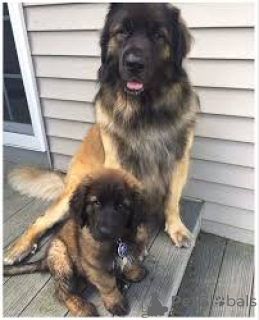 Photo №1. leonberger - for sale in the city of Brussels | 1031$ | Announcement № 167747