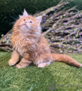 Photo №2 to announcement № 145308 for the sale of maine coon - buy in Germany private announcement