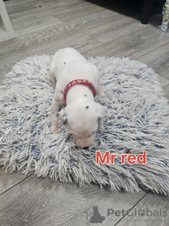 Photo №3. Dalmatiner zu verkaufen. Germany