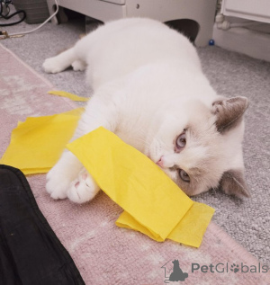 Photo №1. british shorthair - for sale in the city of Badenheim | 216$ | Announcement № 147276