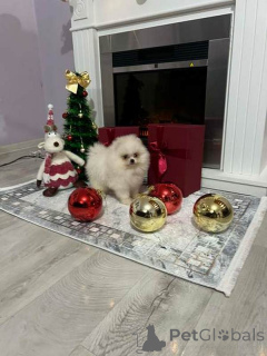 Photo №3. Top quality Pomeranian puppies. Serbia