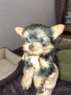 Photo №1. beaver yorkshire terrier, yorkshire terrier - for sale in the city of Stockholm | 516$ | Announcement № 165365