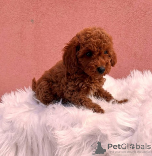 Additional photos: Red poodle