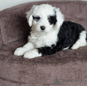 Photo №1. non-pedigree dogs - for sale in the city of Cornberg | 380$ | Announcement № 121585