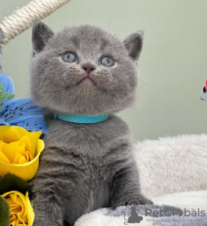 Photo №2 to announcement № 118027 for the sale of british shorthair - buy in United States private announcement